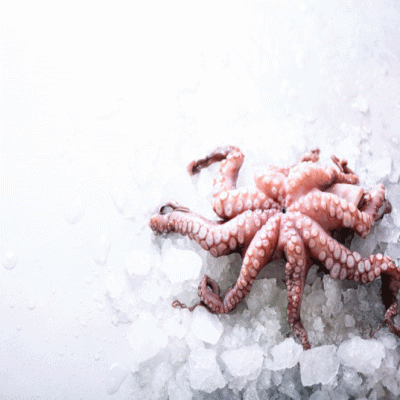 هشت پا یا اختاپوس 🐙 ۱ کیلویی